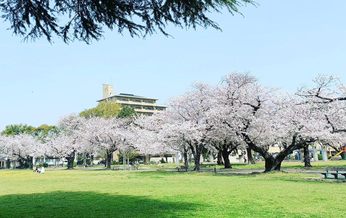 honamiinari's tweet photo. 豊川稲荷の裏の稲荷公園の桜が見ごろです🌸

いなり寿司を持ってお花見🌸

#穂な実いなり　#豊川　#豊川稲荷
#豊川稲荷表参道　#稲荷公園　#桜 https://t.co/Dr1zAcSydb