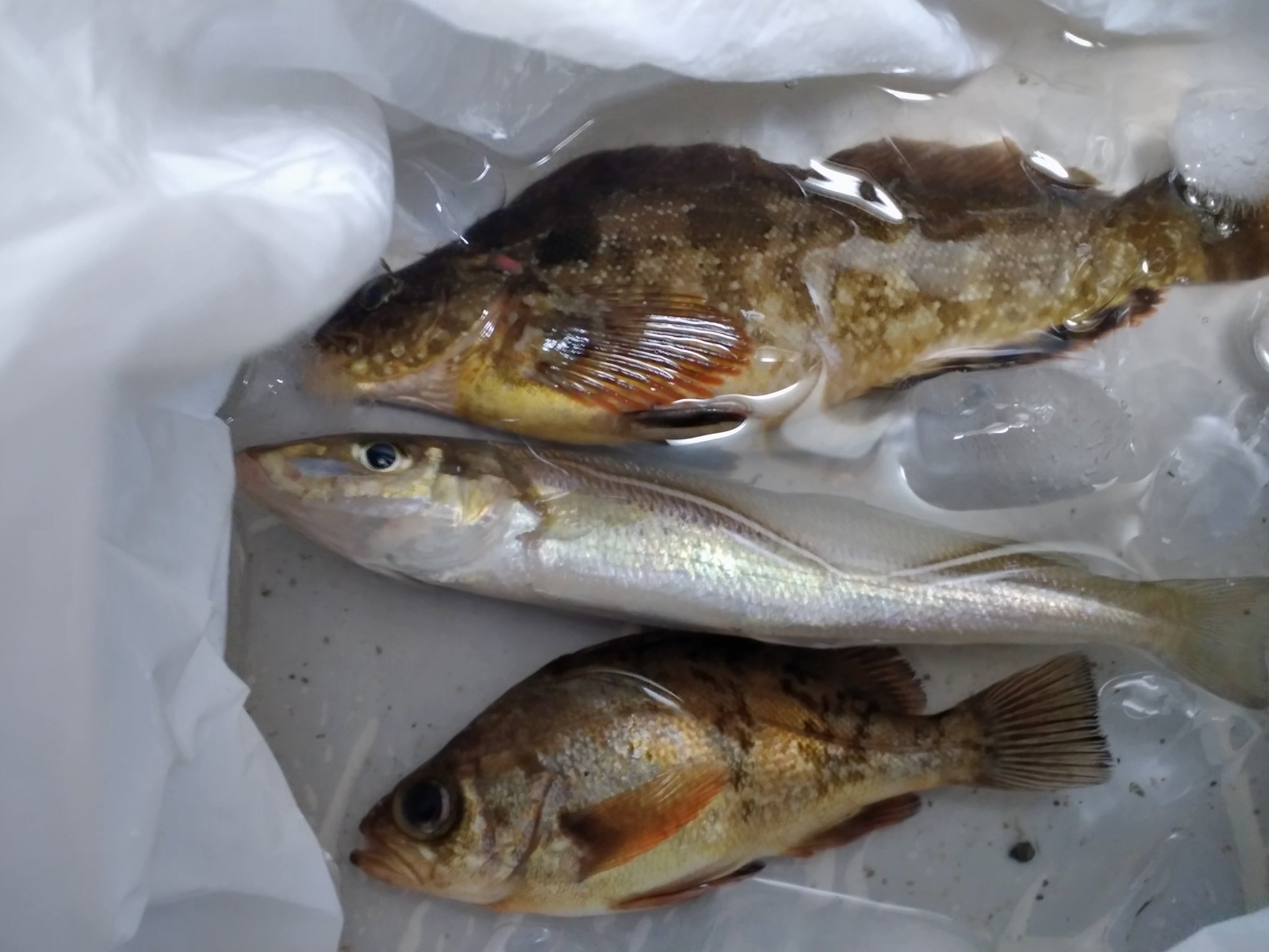 食べられない魚 Twitter Search Twitter