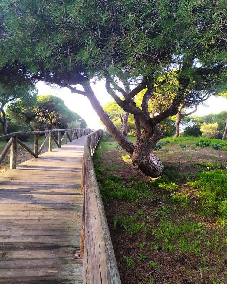 TurismoRota's tweet photo. Hoy nos vamos a pasear con @trini_pizorno por los #pinaresderota recorriendo las #pasarelasdellitoral y nos encontramos con esta maravilla de paisaje, los #pinares las #dunas las #playasderota un paseo muy bonito y relajante 😌 #felizmartes #descubrerota #rotasabeafelicidad https://t.co/WqFhnysu1B