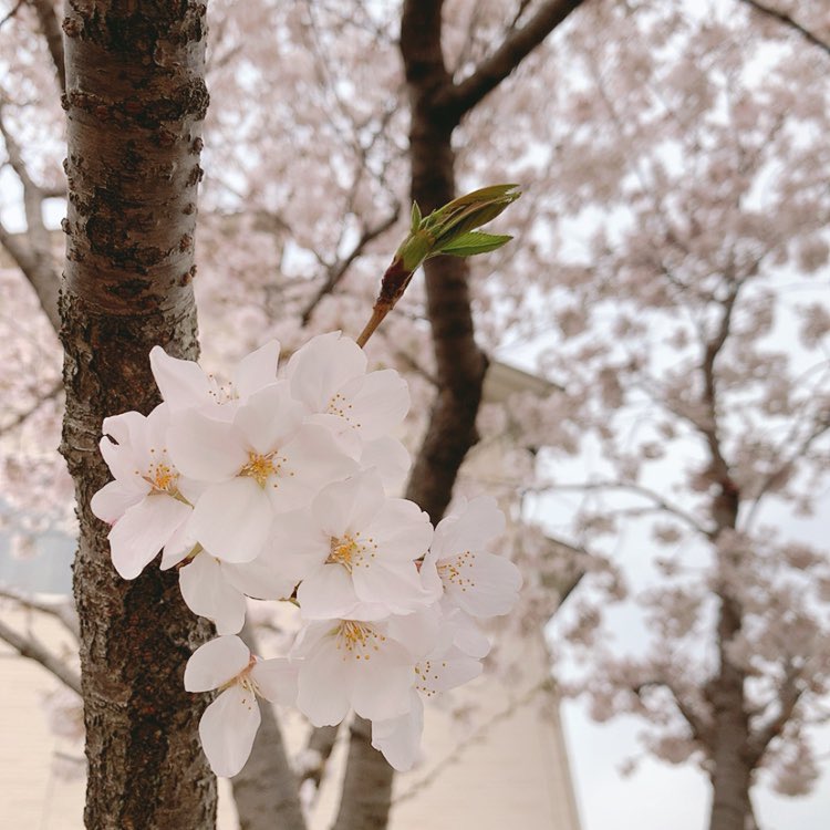 lon_aco's tweet photo. ほぼ満開にな���てきた〜❀︎

#桜 https://t.co/COb4lzHMoz