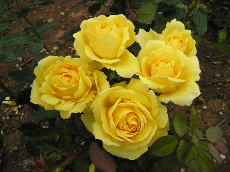 Stella Maris tweet media