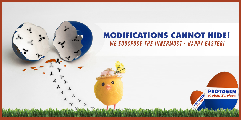 ProtagenProtein's tweet photo. Happy Easter! Stay Eggcited!

Protein Analytics for #Antibody characterization.
PPS has excellent technical knowledge and experience in the detailed characterization of #antibodies products:

See our analytical capabilities here:
https://t.co/k9ca8VRzcD

#AnalyticsForBiologics https://t.co/hmQ8A1cYTu