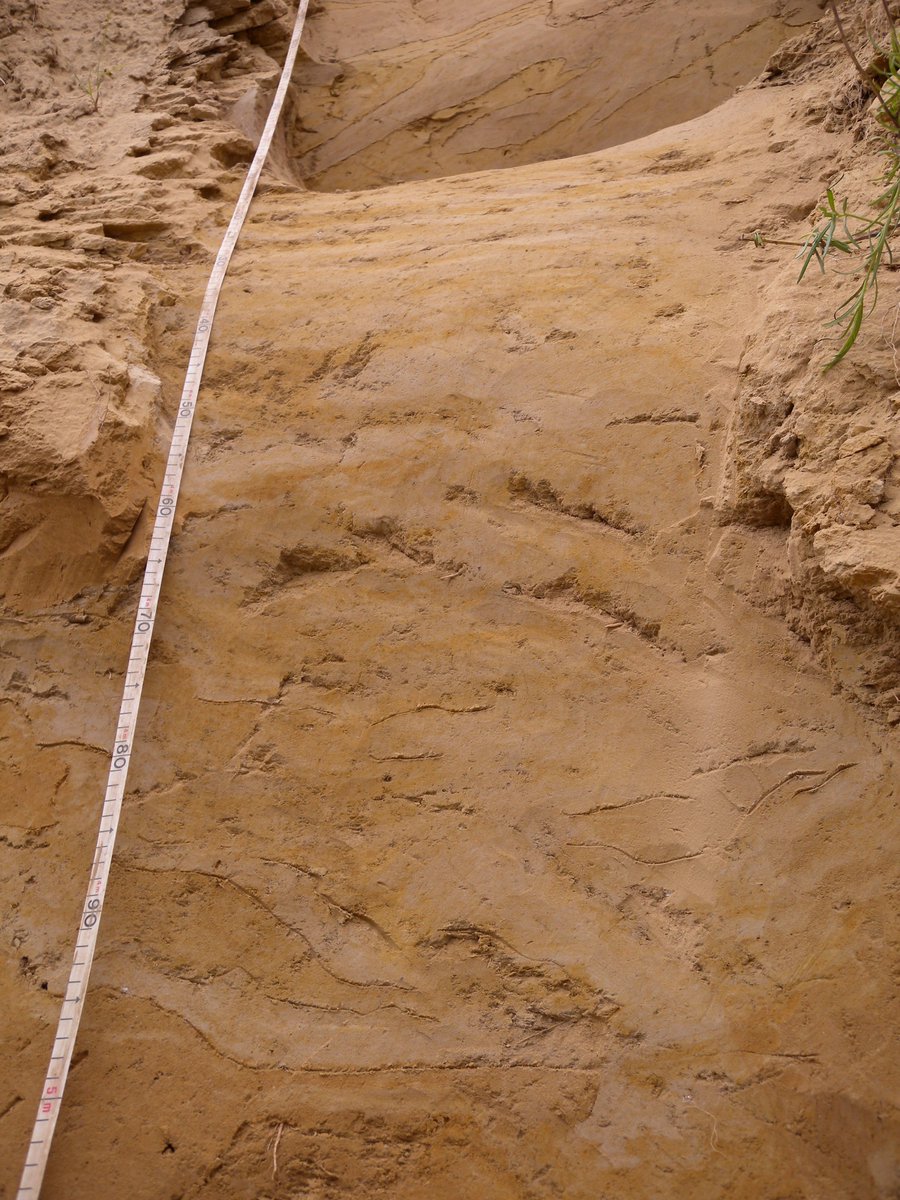 SFB806_CRC806's tweet photo. #ThrowbackTuesday: 7 yrs ago L. Krauß and J. Zens took luminescence and oriented samples to date the loess at Romont, Belgium. Check out the beautiful features & why OSL sampling can be problematic even in loess #TeamLoess #CRC_D1. See final paper at https://t.co/BChrFaAFyr https://t.co/bfme9vKrKF