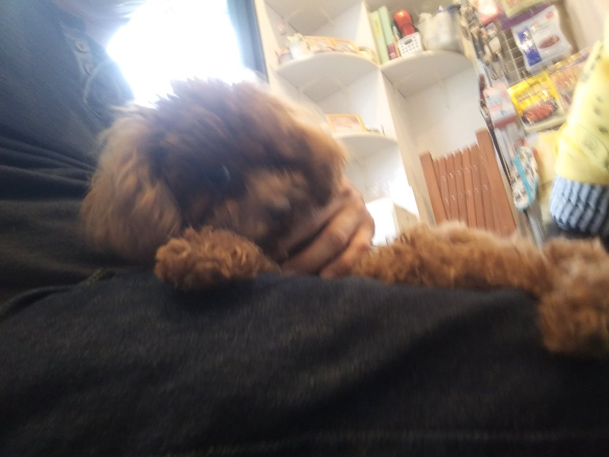 M7VsFqtapEE2k7A's tweet photo. 明日は夜勤入りなので今月ラスト、WithVets(@VetsWith)さんへ🐶

甘えん坊さんたち、まめすけくん♂→ポッキーくん♂→トコくん♂😊

虹の橋のプップちゃんにご挨拶🌈　#大宮駅東口　#保護犬　#ドッグカフェ　#WithVets　#まめすけくん＆#ポッキーくん(#トイプー)　#トコくん(#チワワ)　#里親募集中 https://t.co/xVQGaeUYps