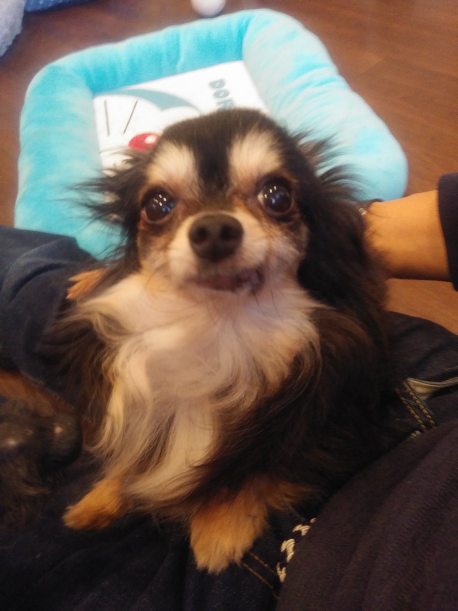 M7VsFqtapEE2k7A's tweet photo. 明日は夜勤入りなので今月ラスト、WithVets(@VetsWith)さんへ🐶

甘えん坊さんたち、まめすけくん♂→ポッキーくん♂→トコくん♂😊

虹の橋のプップちゃんにご挨拶🌈　#大宮駅東口　#保護犬　#ドッグカフェ　#WithVets　#まめすけくん＆#ポッキーくん(#トイプー)　#トコくん(#チワワ)　#里親募集中 https://t.co/xVQGaeUYps