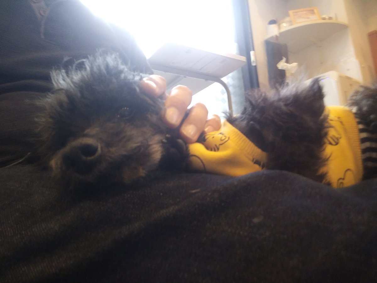 M7VsFqtapEE2k7A's tweet photo. 明日は夜勤入りなので今月ラスト、WithVets(@VetsWith)さんへ🐶

甘えん坊さんたち、まめすけくん♂→ポッキーくん♂→トコくん♂😊

虹の橋のプップちゃんにご挨拶🌈　#大宮駅東口　#保護犬　#ドッグカフェ　#WithVets　#まめすけくん＆#ポッキーくん(#トイプー)　#トコくん(#チワワ)　#里親募集中 https://t.co/xVQGaeUYps