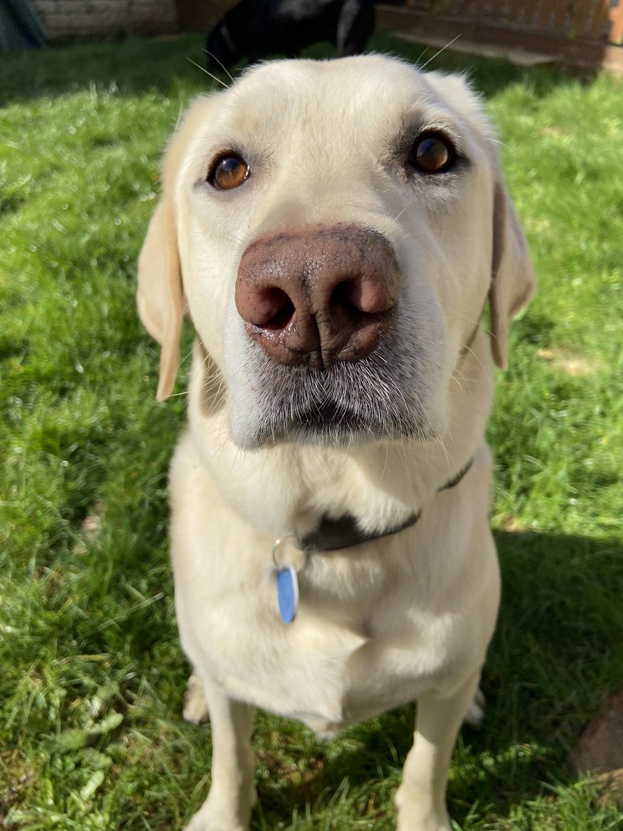 2SillyLabs's tweet photo. #chilling in the garden enjoying the #sunshine while our human has a brew. Norman wants the brew! #tea #labrador #dogs #dogsoftwitter https://t.co/rMQvE0hi3n