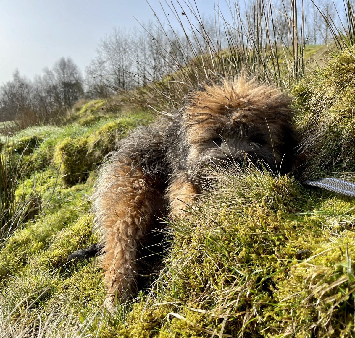 Vic_Gill's tweet photo. Herbert becomes one with the landscape. #stealthdog https://t.co/GjkmUlFLVp