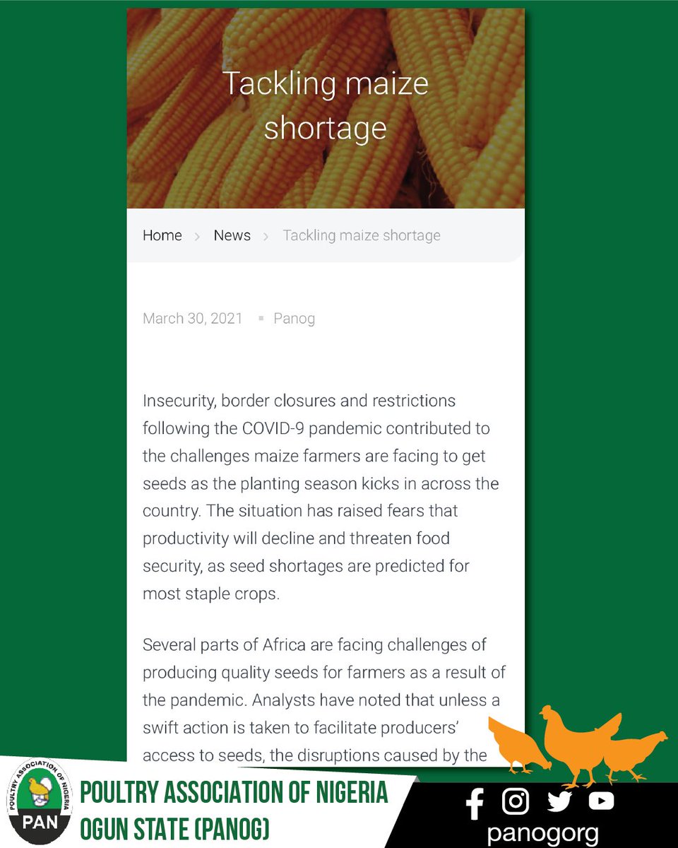 panogorg's tweet photo. “With maize being a core food basket, the allocation of the commodity to smallholder farmers, prime anchors such as Poultry Association of Nigeria (PAN), Flour Mills, Livestock and Feeds processors, will create a sustainable availability and pricing structure in the market.. https://t.co/EDqmY2eB0M