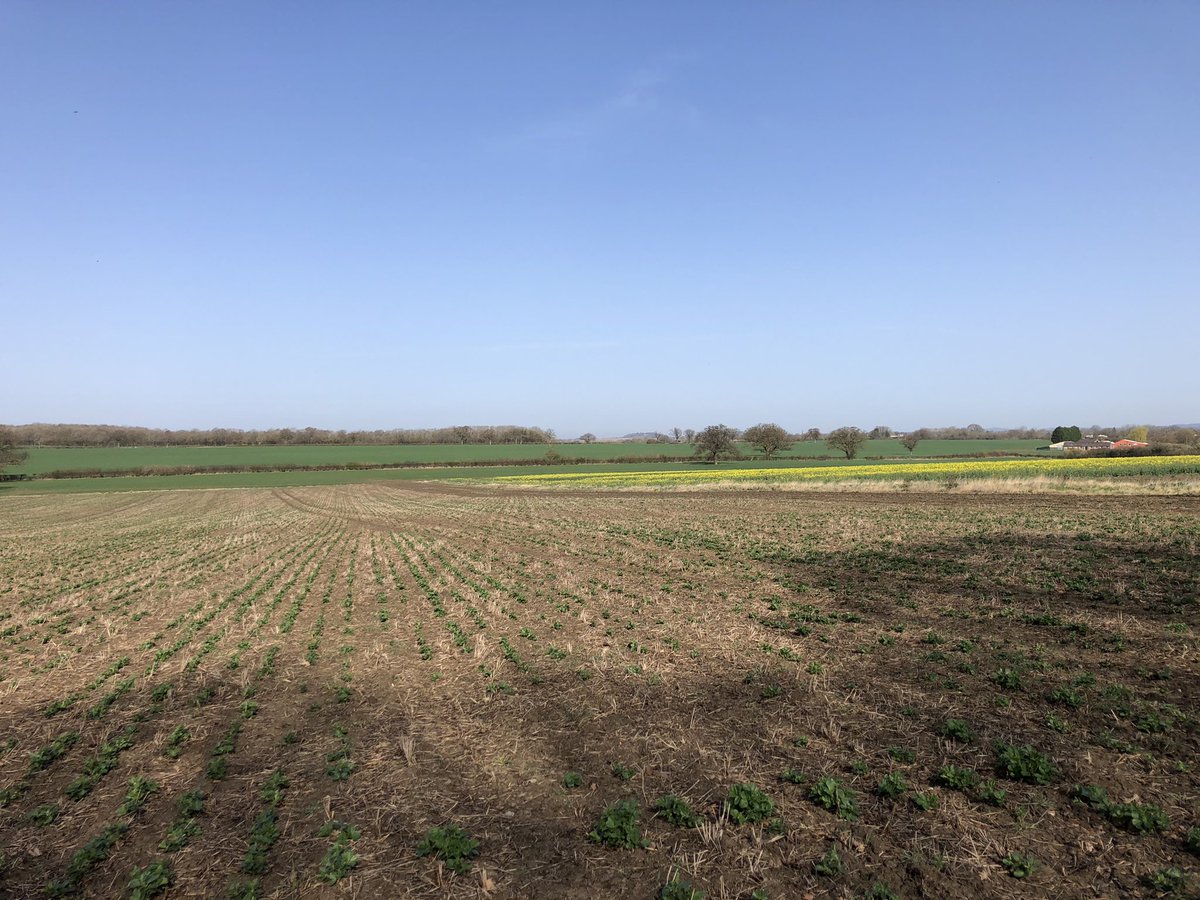 Kathrynstyan's tweet photo. And just like that it’s spring! #beans #wheat #OSR #SUNSHINE #SPRINGFINALLY @AgriiUK https://t.co/iXSKdop4pI