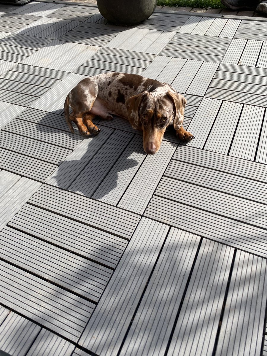 NeilSausage's tweet photo. The sun is out so I’m taking the opportunity to try out the new decking. So far I can confirm it meets my approval https://t.co/UyhtqlL0iU