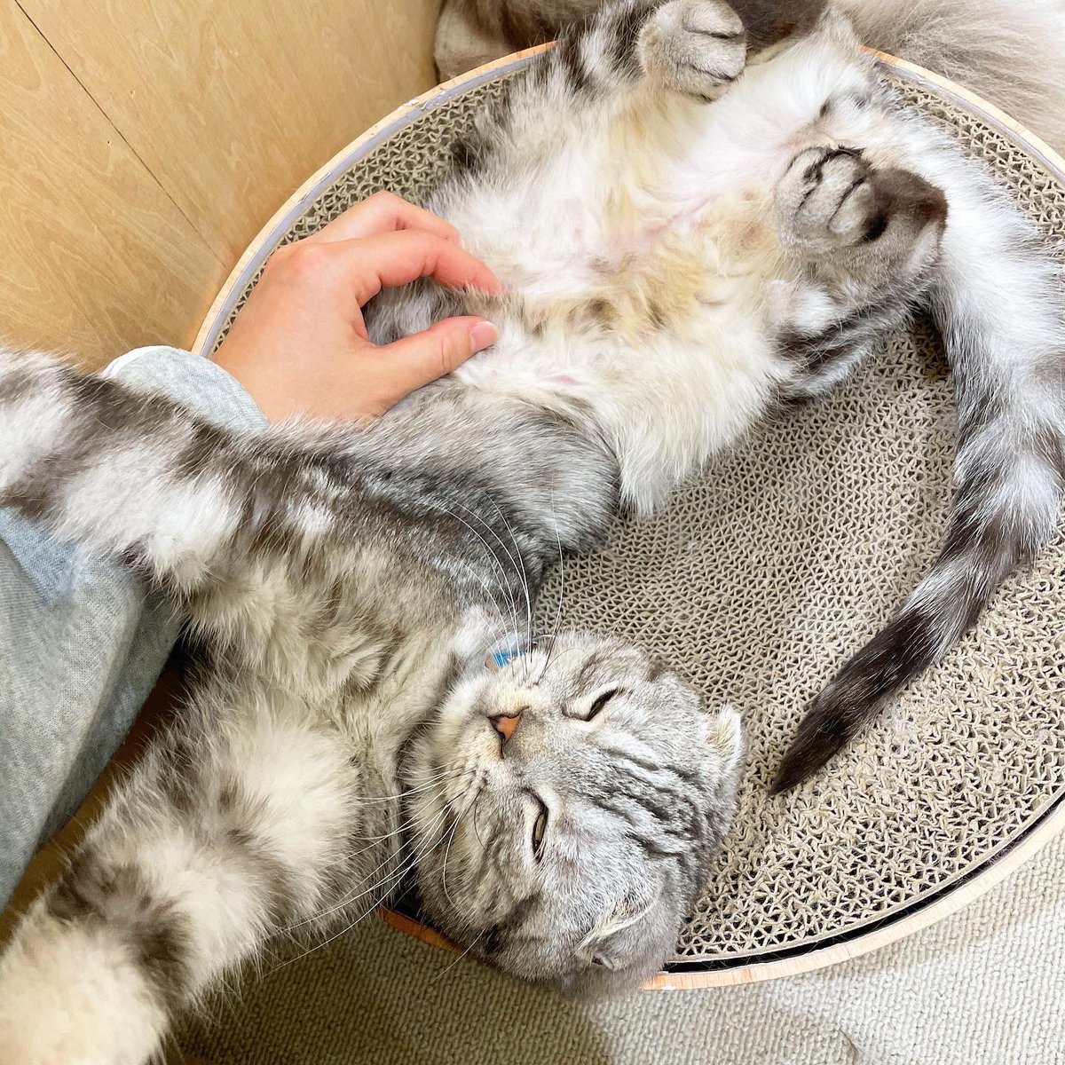 Moff Animal Cafe イオンモール成田店 Moff Narita Twitter