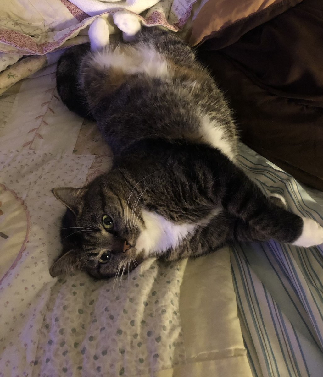 MrsInkPanther's tweet photo. @TrueFactsStated @Lee_in_Iowa Just up in our bed like she owns the place after cruising the neighborhood for a week or so lol https://t.co/Ciqj8xiov1
