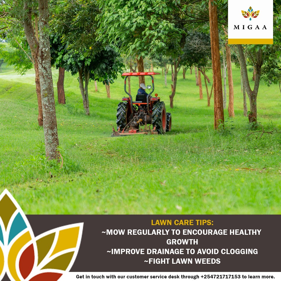 MigaaGolfEstate's tweet photo. Migaa Lawn Care Tips:
i. Mow your lawn regularly to encourage healthy growth.
ii. Improve drainage to avoid clogging and rotting on the roots.
iii. Take care of lawn weeds that stifle growth.
#lawncare #lawnmaintenance #BuildinMigaa https://t.co/4ngnuV59Qi