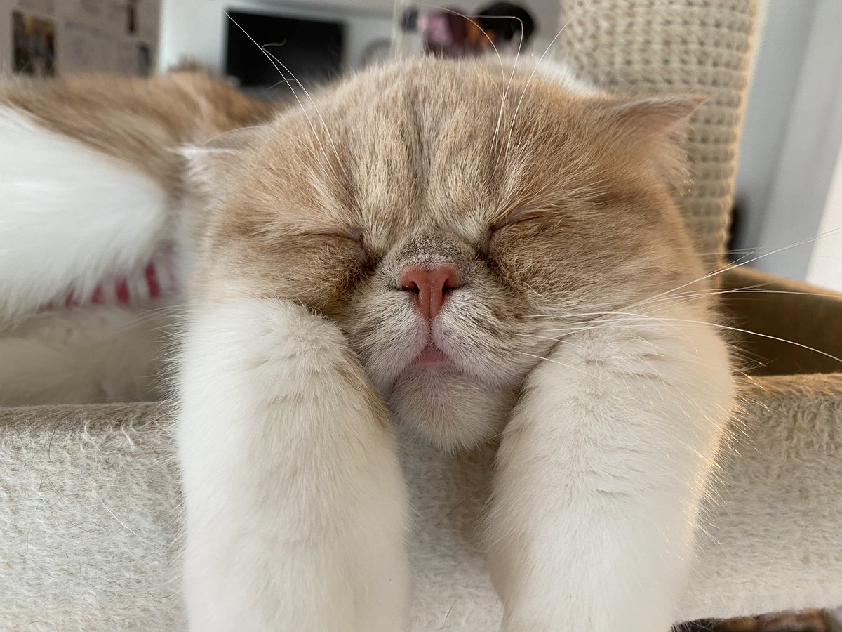 猫カフェ にゃんこ Nekocafenyanko Twitter 猫カフェ にゃんこ Nekocafenyanko Twitter