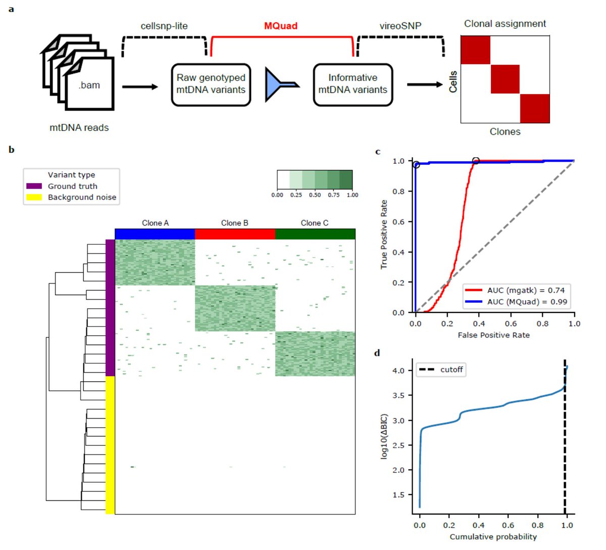 MQuad preprint is up. It effectively detects mitochondrial variations for clonality analysis. We saw mtDNA variants are often complementary to nuclear SNVs or CNVs. Check it out with your scRNA, scDNA or scATAC data. biorxiv.org/content/10.110…
