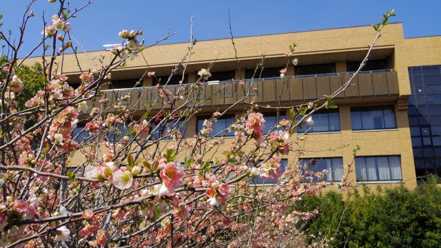 フタバくん 双葉町 双葉町内にある役場では今 木瓜の花が満開を迎えています 木瓜の花言葉は 先駆者 双葉町は来年の春ごろの帰還 町内居住を目指しております 来春 花言葉通りさきがけて木瓜は花開き 住民たちを出迎えてくれることでしょう フタバくん 双葉町 双葉町内にある役場では今 木瓜の花が満開を迎えています 木瓜の花言葉は 先駆者 双葉町は来年の春ごろの帰還 町内居住を目指しております 来春 花言葉通りさきがけて木瓜は花開き 住民たちを出迎えてくれることでしょう