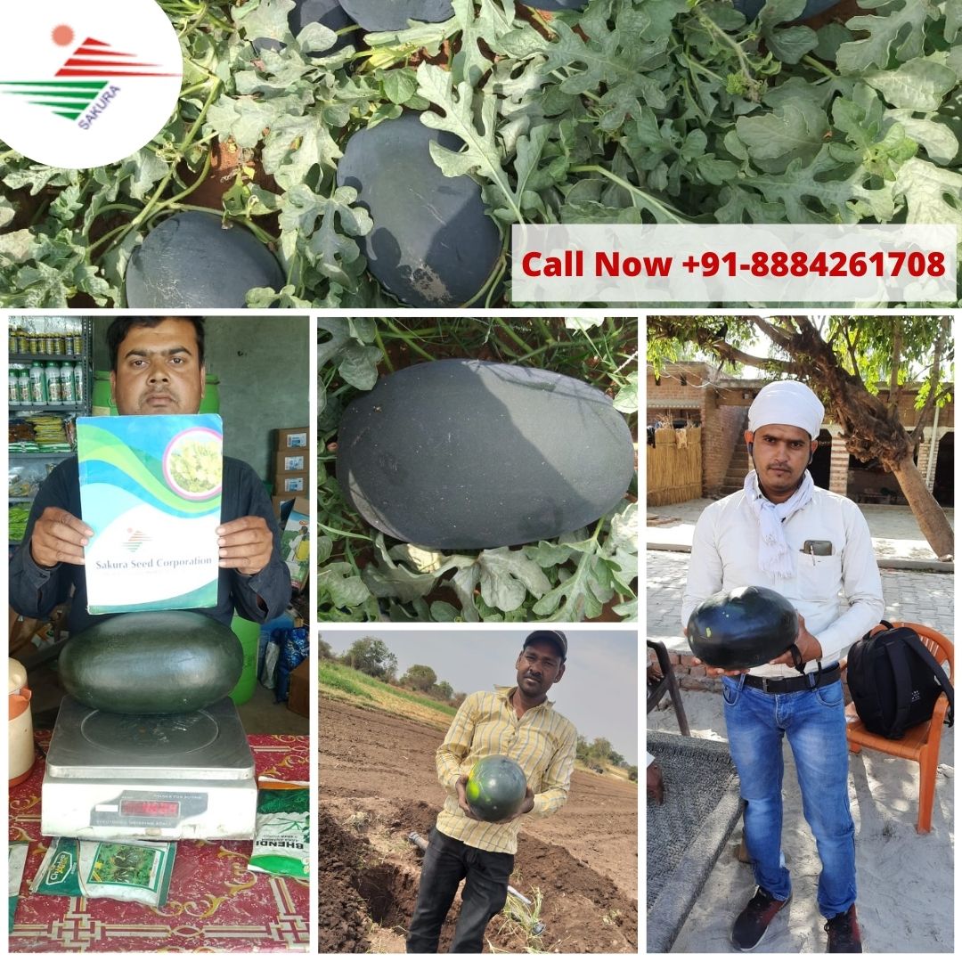 Sakuraseed1's tweet photo. Buy Sakura Icebox F1 Marcello-68,
Excellent color, shape, size & yield. Fields ready in Gujarat state
Order online watermelon seeds -https://t.co/PgBMIADDHM
Contact Us- 91-8884261708
#watermelon #fruit #summer #fruits #food #healthyfood
#F1Marcello68 #watermelonseed #watermelon https://t.co/lvtRXDzFYE