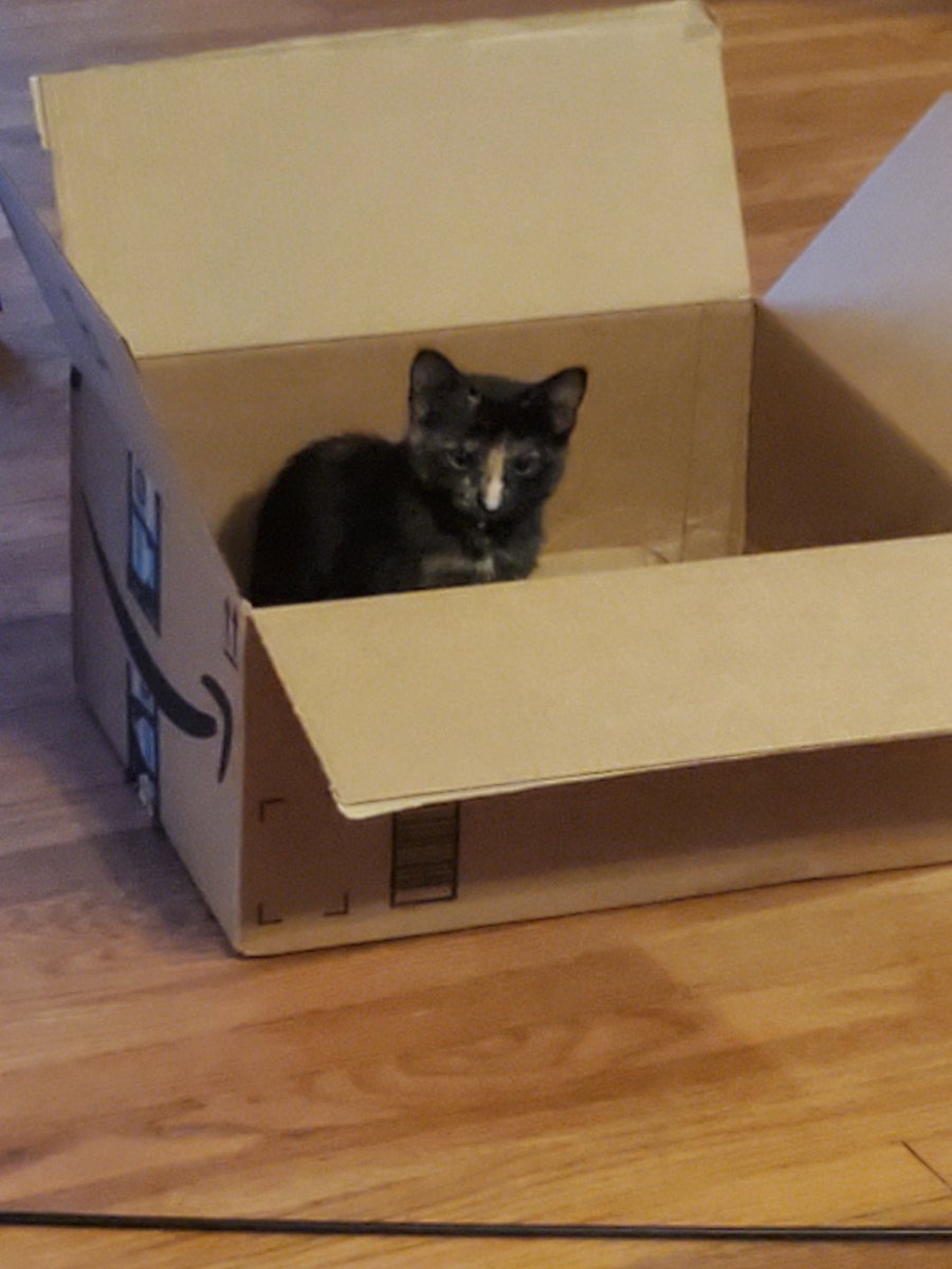 Wolfsythen's tweet photo. Got a new kitten her name is Tex #kitty #cat #agenttexas https://t.co/phov0qywbj