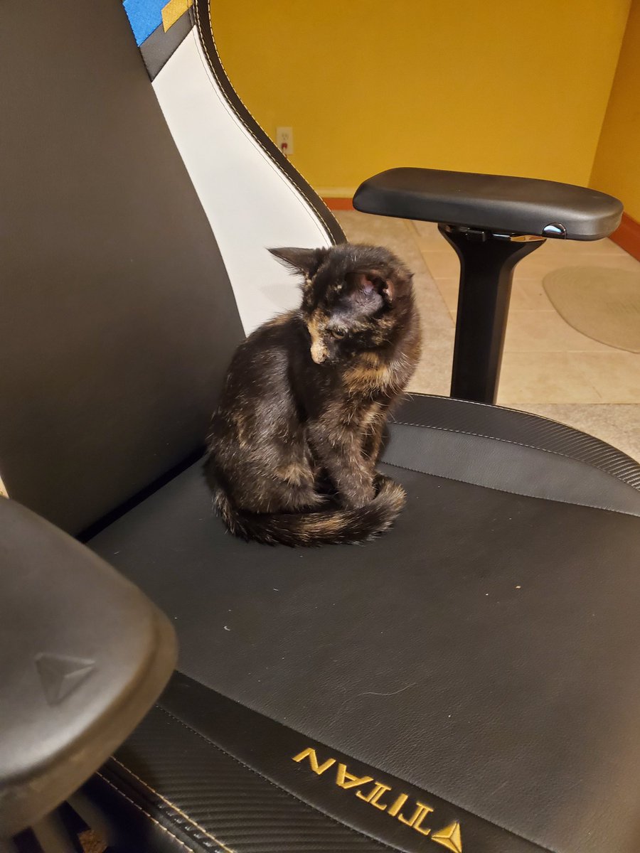 Wolfsythen's tweet photo. Got a new kitten her name is Tex #kitty #cat #agenttexas https://t.co/phov0qywbj