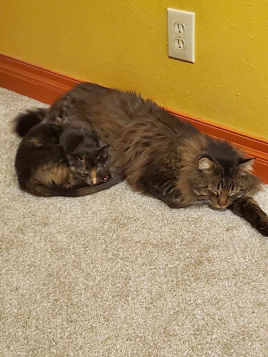 Wolfsythen's tweet photo. Got a new kitten her name is Tex #kitty #cat #agenttexas https://t.co/phov0qywbj