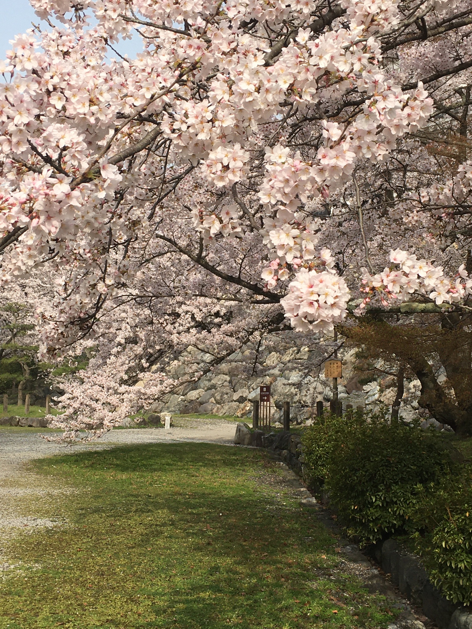 長浜城歴史博物館 豊公園 長浜市公園町 の桜はほぼ満開です 長浜城歴史博物館の南側も桜のトンネル T Co Khwsuv5edo Twitter