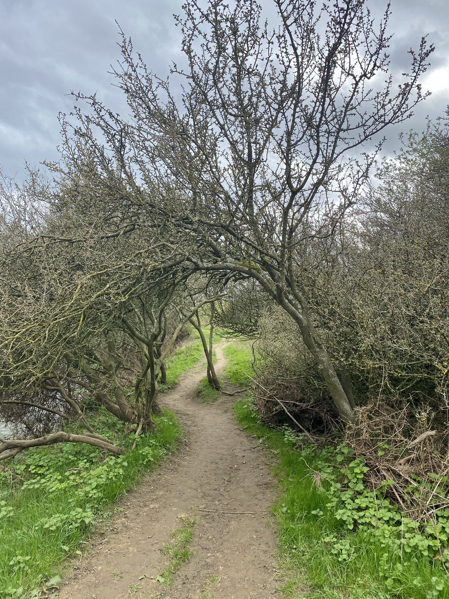 feel_paul's tweet photo. #itsgrimupnorth #awayfromthemaddingcrowd #springtime #lockdown #exercise #stroll #photo #distraction from #COVID19 #rural #lifestyle #TheRamblers #riverderwent #makeithappen with #Bonnie #borderterrier #godsowncounty #highcatton @sbib_bloom @East_Riding @Welcome2Yorks #Yorkshire https://t.co/gJVg83uWLg