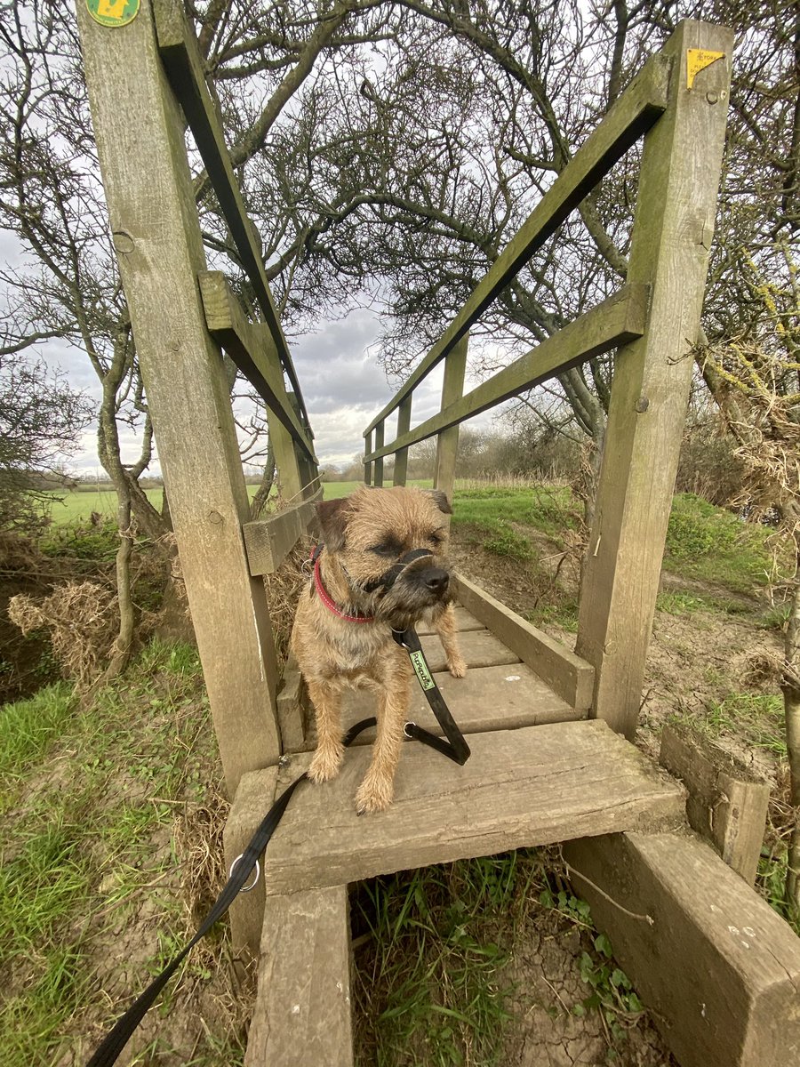 feel_paul's tweet photo. #itsgrimupnorth #awayfromthemaddingcrowd #springtime #lockdown #exercise #stroll #photo #distraction from #COVID19 #rural #lifestyle #TheRamblers #riverderwent #makeithappen with #Bonnie #borderterrier #godsowncounty #highcatton @sbib_bloom @East_Riding @Welcome2Yorks #Yorkshire https://t.co/gJVg83uWLg