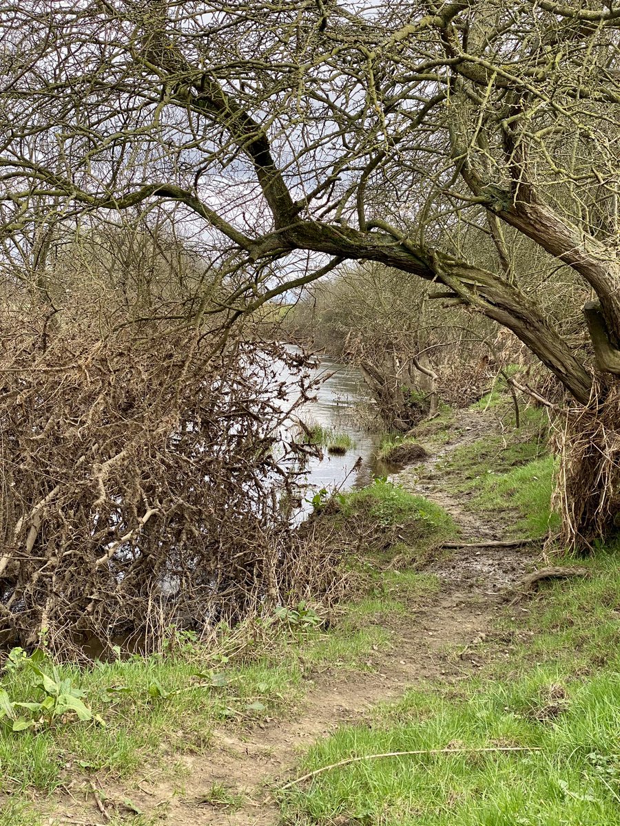 feel_paul's tweet photo. #itsgrimupnorth #awayfromthemaddingcrowd #springtime #lockdown #exercise #stroll #photo #distraction from #COVID19 #rural #lifestyle #TheRamblers #riverderwent #makeithappen with #Bonnie #borderterrier #godsowncounty #highcatton @sbib_bloom @East_Riding @Welcome2Yorks #Yorkshire https://t.co/gJVg83uWLg