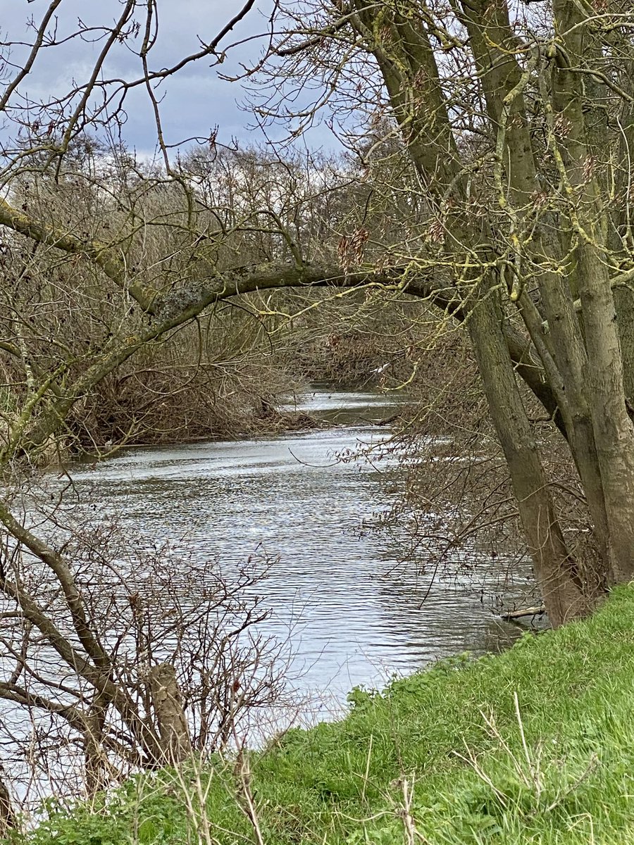 feel_paul's tweet photo. #itsgrimupnorth #awayfromthemaddingcrowd #springtime #lockdown #exercise #stroll #photo #distraction from #COVID19 #rural #lifestyle #TheRamblers #riverderwent #makeithappen with #Bonnie #borderterrier #godsowncounty #highcatton @sbib_bloom @East_Riding @Welcome2Yorks #Yorkshire https://t.co/gJVg83uWLg