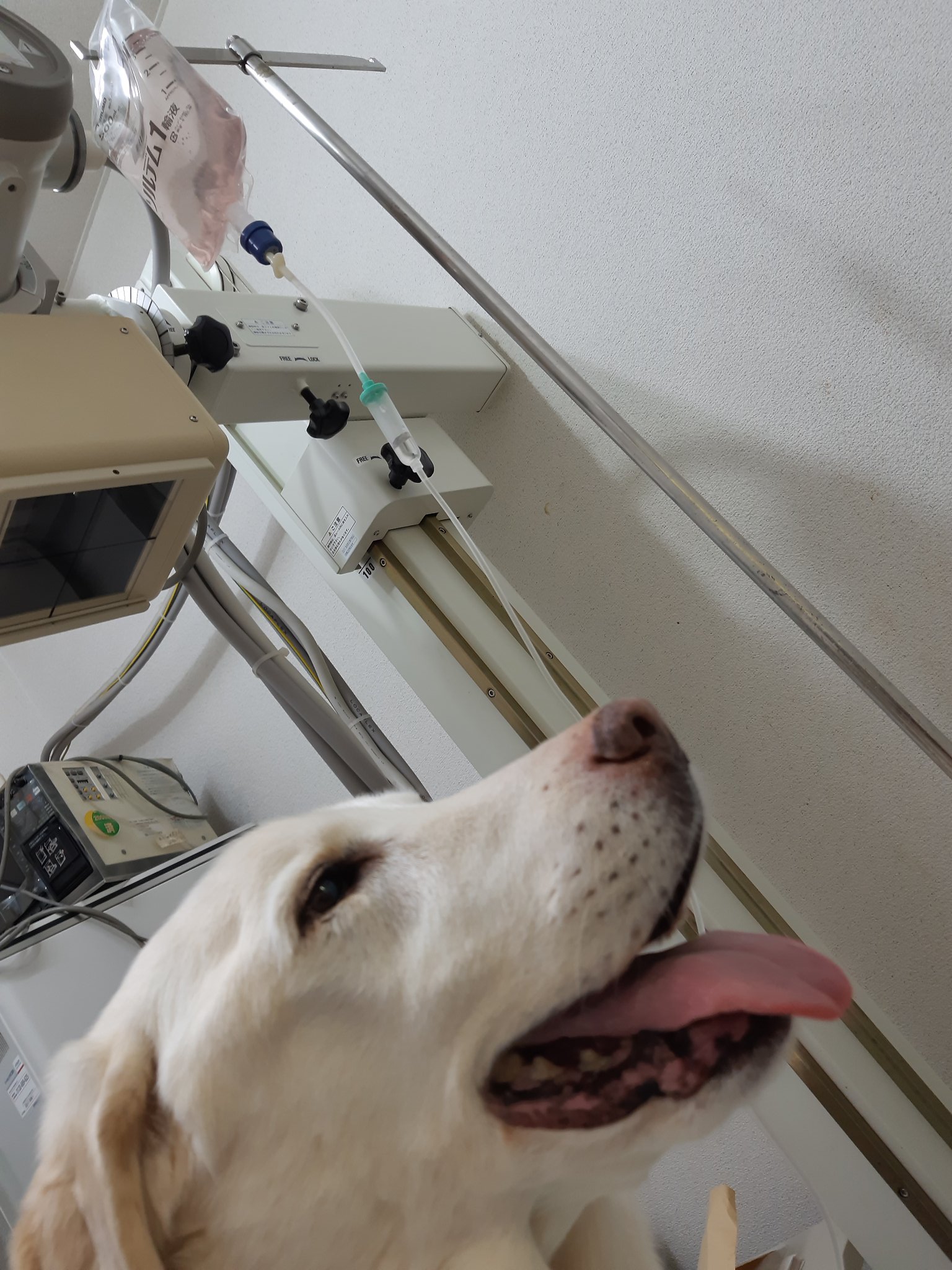 老犬お達者倶楽部 Twitter Search Twitter