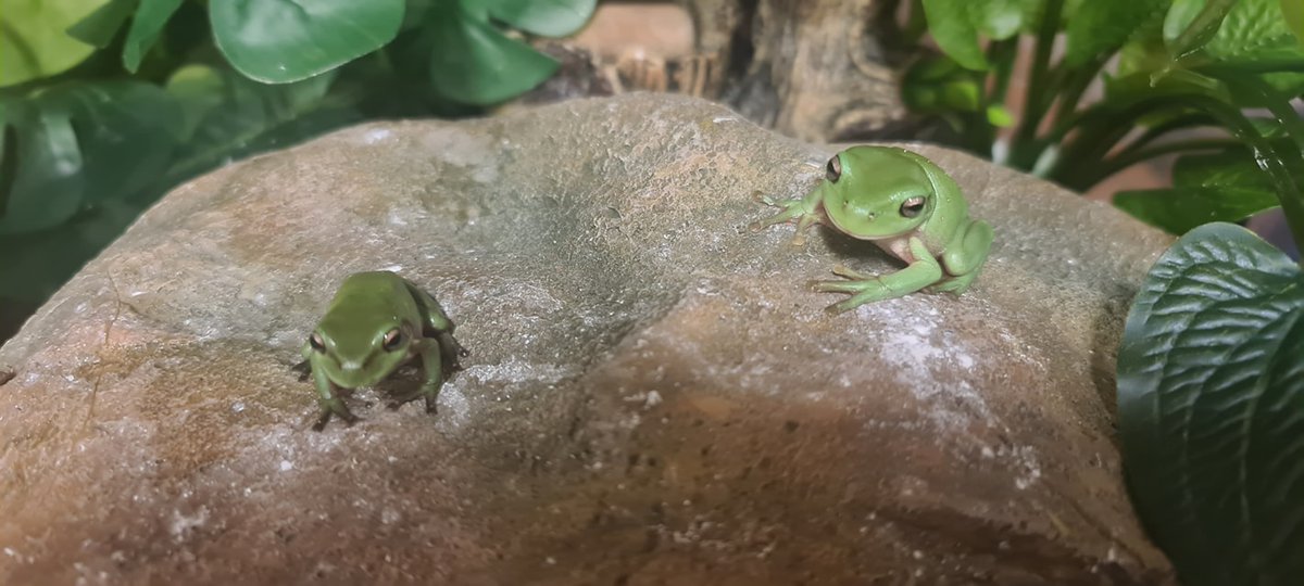 HashmashRulz's tweet photo. If I get 2 more followers tonight my pet #Frogs will come out on stream! Who knows where they could leap! #Satisfactory #stream starting in 30min on #Twitch!
https://t.co/VNuG0GEVty https://t.co/kQPaVDPbvu