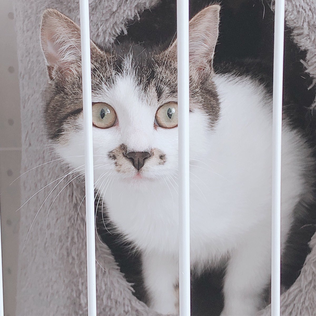 CATS_INN_TOKYO's tweet photo. 本日も20時(最終入場19時)まで営業中です★
16時以降空きあります!
ご予約はtel 03-6312-8391 / 080-5069-6159、Twitter、FacebookのDMもOK!
遊びたい美人姉妹の みほりん♫ケージ越しに猫じゃらしで遊びます
キャッツイン東京
保護猫カフェ #板橋 #キャッツイン東京 #mrcit https://t.co/QIZgbsZiu8