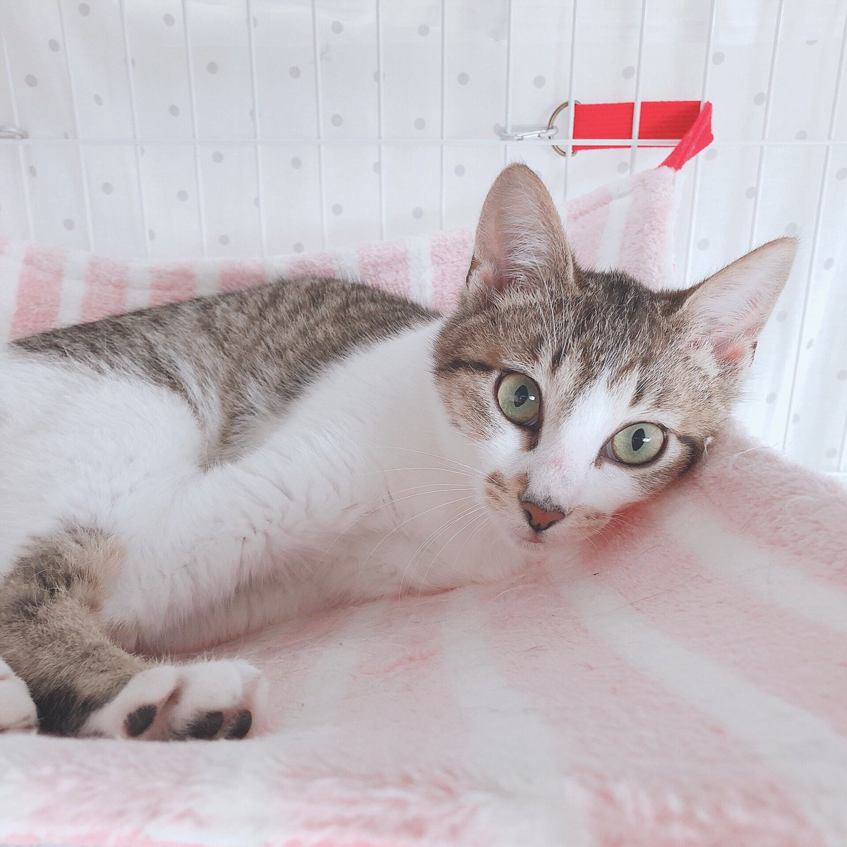 CATS_INN_TOKYO's tweet photo. 本日も20時(最終入場19時)まで営業中です★
16時以降空きあります!
ご予約はtel 03-6312-8391 / 080-5069-6159、Twitter、FacebookのDMもOK!
遊びたい美人姉妹の みほりん♫ケージ越しに猫じゃらしで遊びます
キャッツイン東京
保護猫カフェ #板橋 #キャッツイン東京 #mrcit https://t.co/QIZgbsZiu8