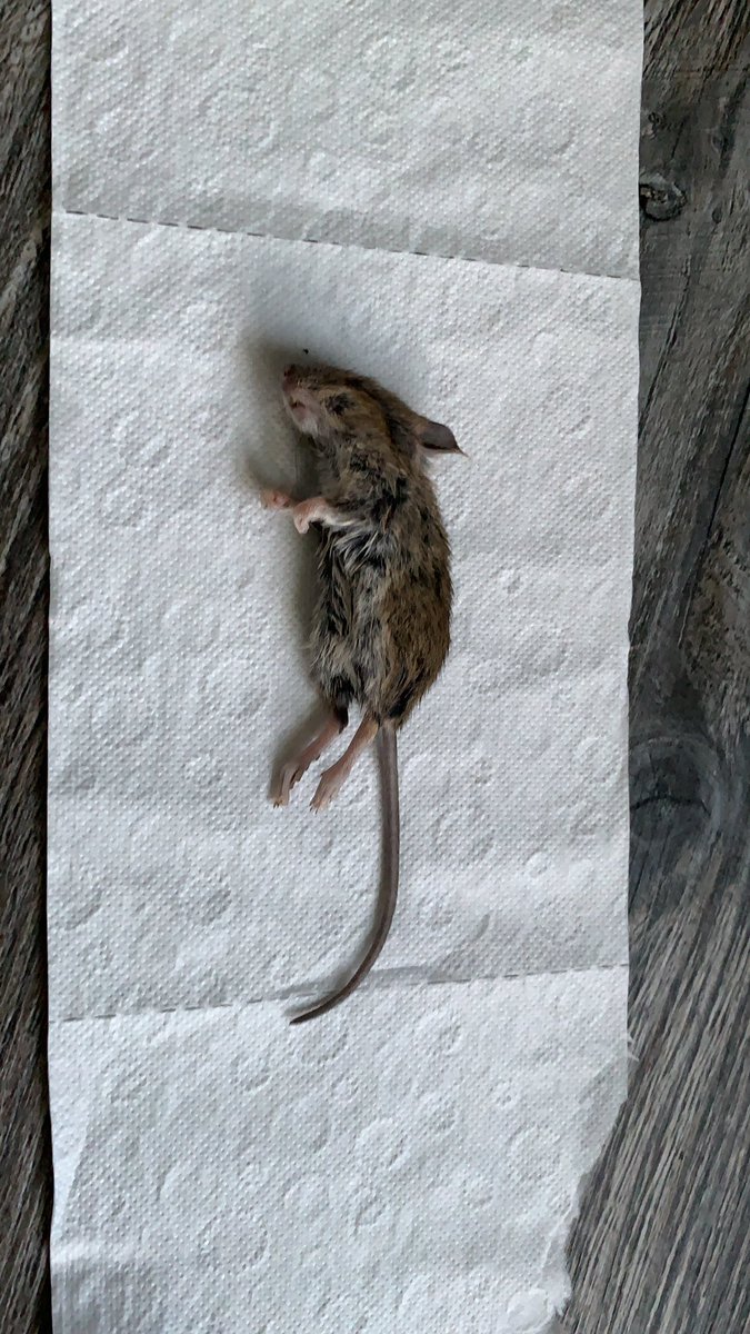 andibdevine's tweet photo. When you catch tiny dog aka Boris lockdown running about the house with this little fucker... Look what the cat dragged in!! #borislockdown #nature #wearethathouse #mouse #house https://t.co/To0lKqWPHe