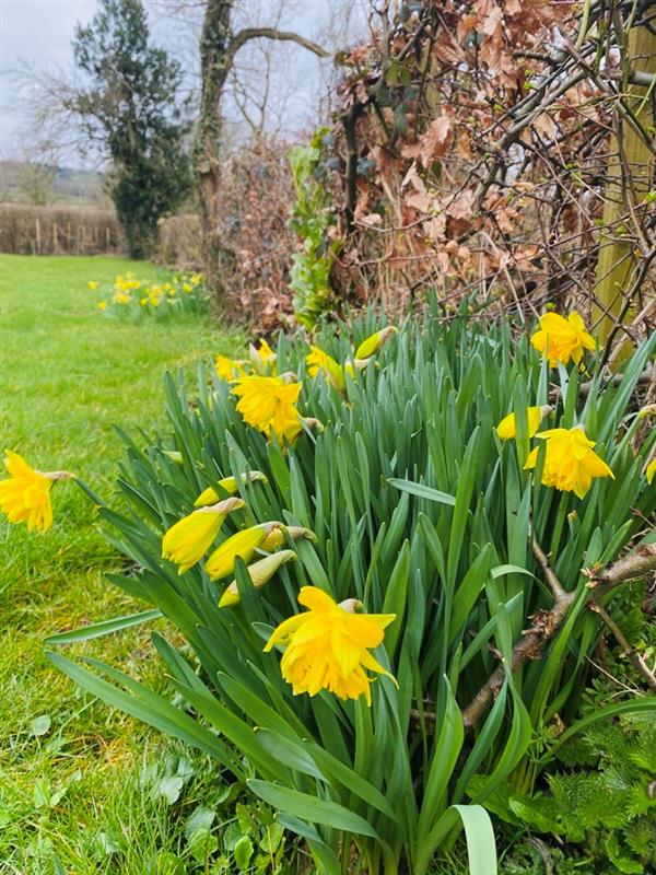 stormcare's tweet photo. #TuesdayTrivia
How many different types of daffodils are there for us all to enjoy on our Spring walks and hikes?
#daffodils #springisintheair #embracethelements #naturephotography #stormcare #hiking #landscapephotography #getoutoutside #beautiful #amazingnature # https://t.co/Hvnqz9UoM0