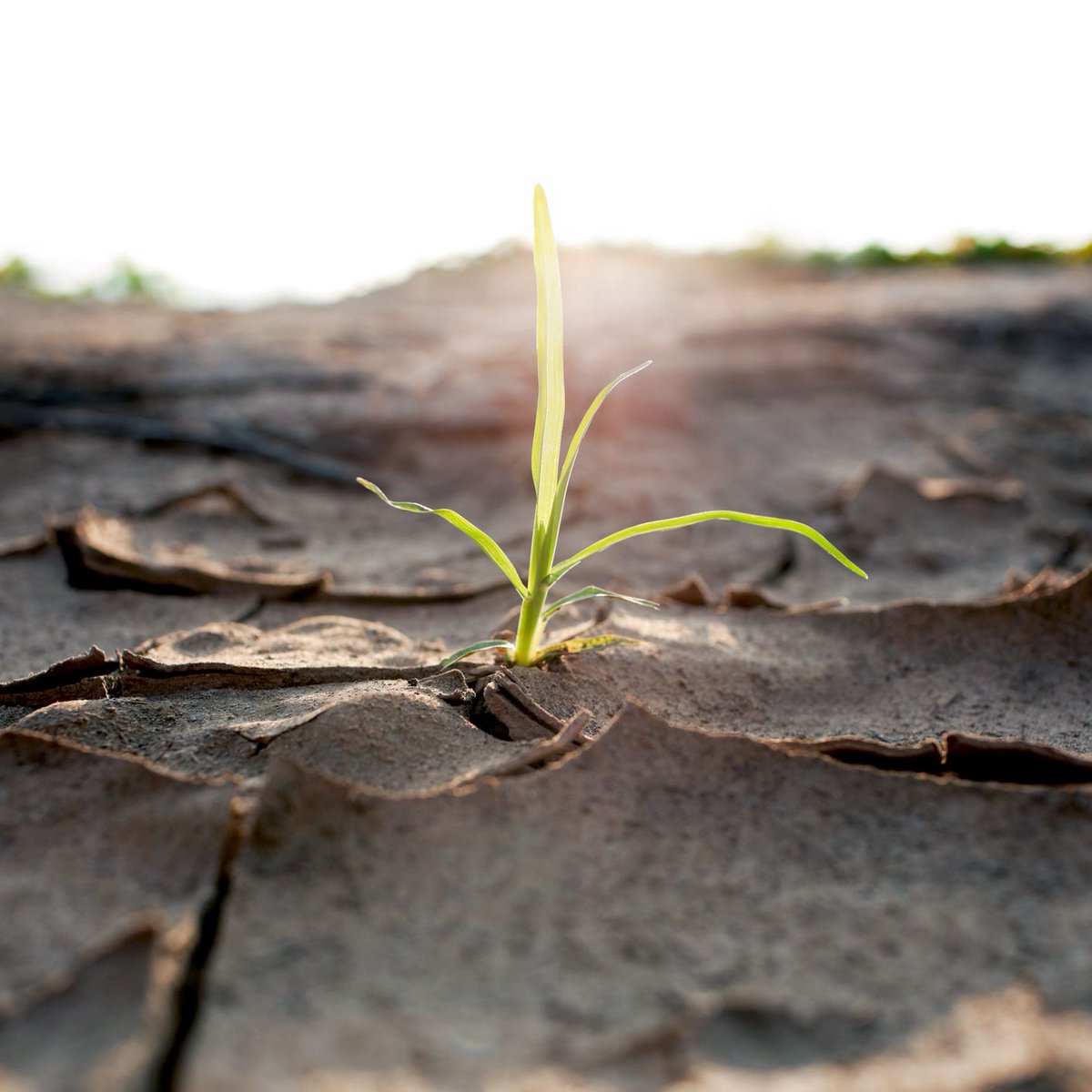 UofA_SET's tweet photo. #GABA helps animals relax
Scientists discover it also helps plants save water
https://t.co/9SlZFopJU8
#AdelaideResearch @UniofAdelaide @WaiteResearch @Sonyweasley @IonPlants @PlantEnergyBiol #droughttolerance #resilience #foodsecurity #stress #plantsignalling #PhDopportunity https://t.co/4uj0LH6r52