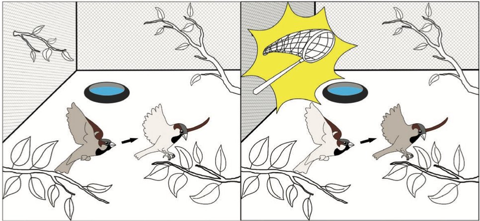 BTuliozi's tweet image. Another PhD chapter out, w @Ecamerlenghi published in @BehavEcol! Dynamic duos in house sparrows! What happens to leader/follower relations during a simulated predator attack? They switch!  academic.oup.com/beheco/advance… #leaderfollower #behavecol #groupbehavior (1/4)