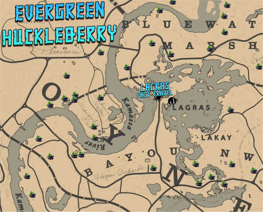 SithMasterWHO's tweet image. I forgot about Evergreen Huckleberry