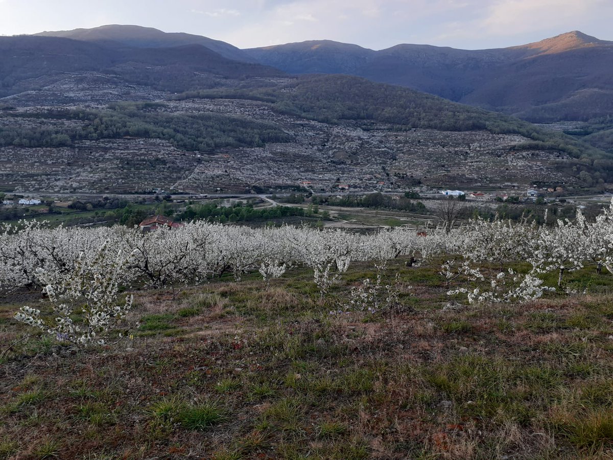 cultifort's tweet photo. Disfrutad esta espectacular #floración del #cerezo en el #ValledelJerte 🌸 🍒
Enjoy this spectacular #cherry #blossom in the Jerte Valley 🌸 🍒
#Cultifort #fructificacion #extremadura #faskolor #cereza #cerezas #fertilizantes #agricultura #felizmartes https://t.co/76vPgCO9hd
