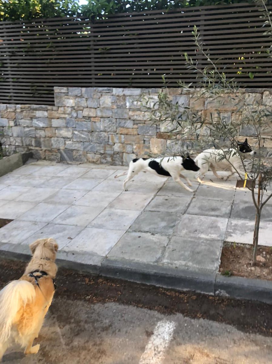 vjjsfj's tweet photo. #MasterChefGr #zoosos #animalpress #COVID19 #neaerithrea Ενα RT παρακαλω να βοηθηθουν Ειναι τρια μαζι, (τα μαυροασπρα) και τρεχουν ανευ κολλαρου. Περιοχη νεας ερυθραιας. Ευχαριστω πολυ https://t.co/xwrJXXtbxE