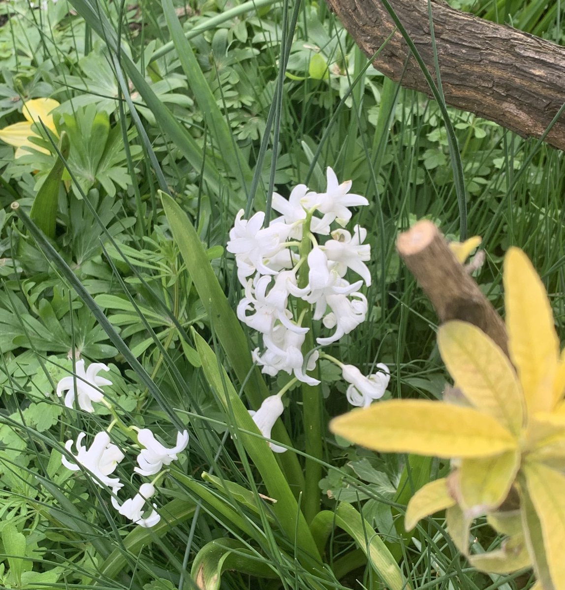 Good morning.  It looks like it maybe a wonderful day! ☀️☀️☀️