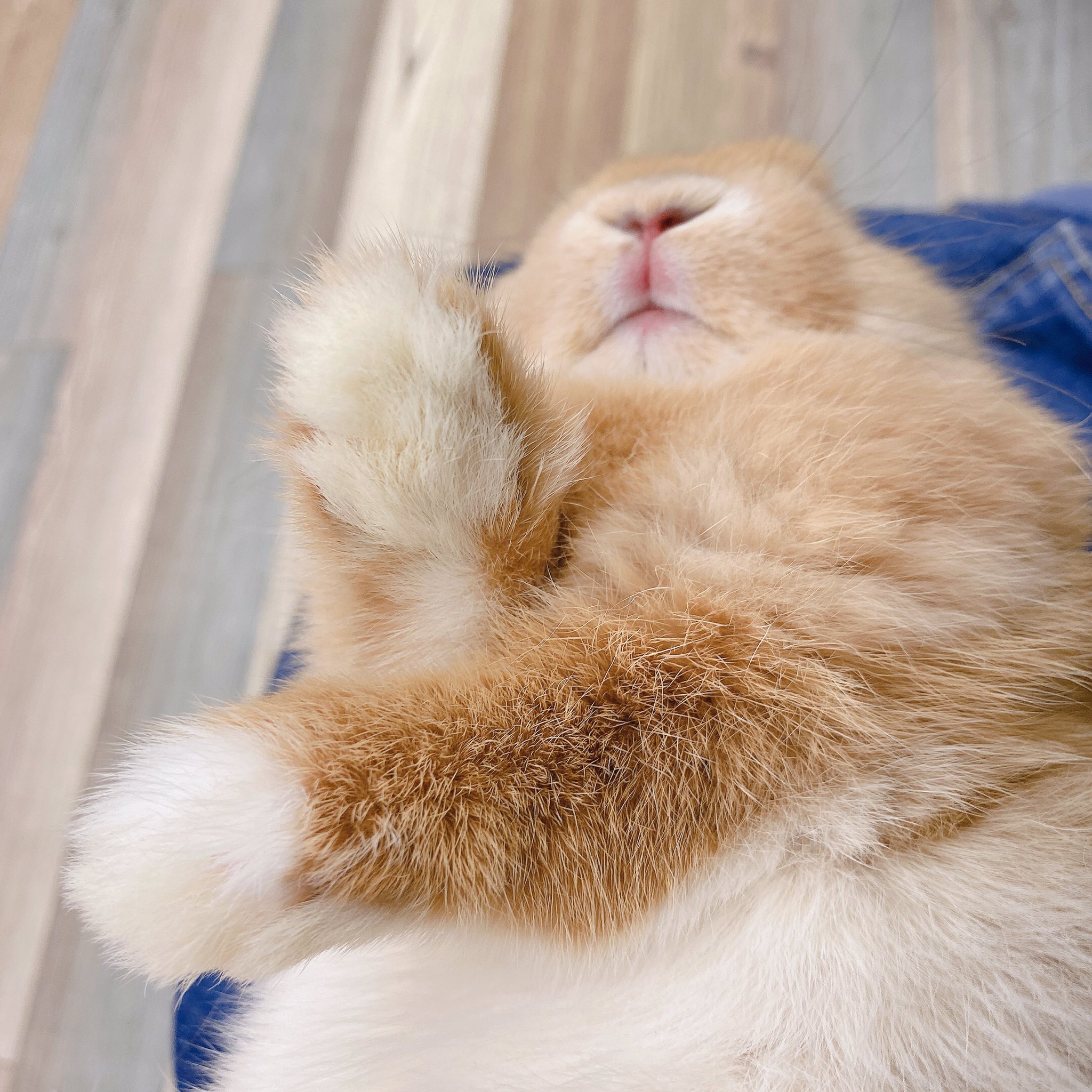 うさぎのしっぽレイクタウン店 おてて うさぎしっぽ もふもふ うさぎ好きさんと繋がりたい ロップイヤー かわいい ベビちゃん T Co Kkf85rxxug Twitter