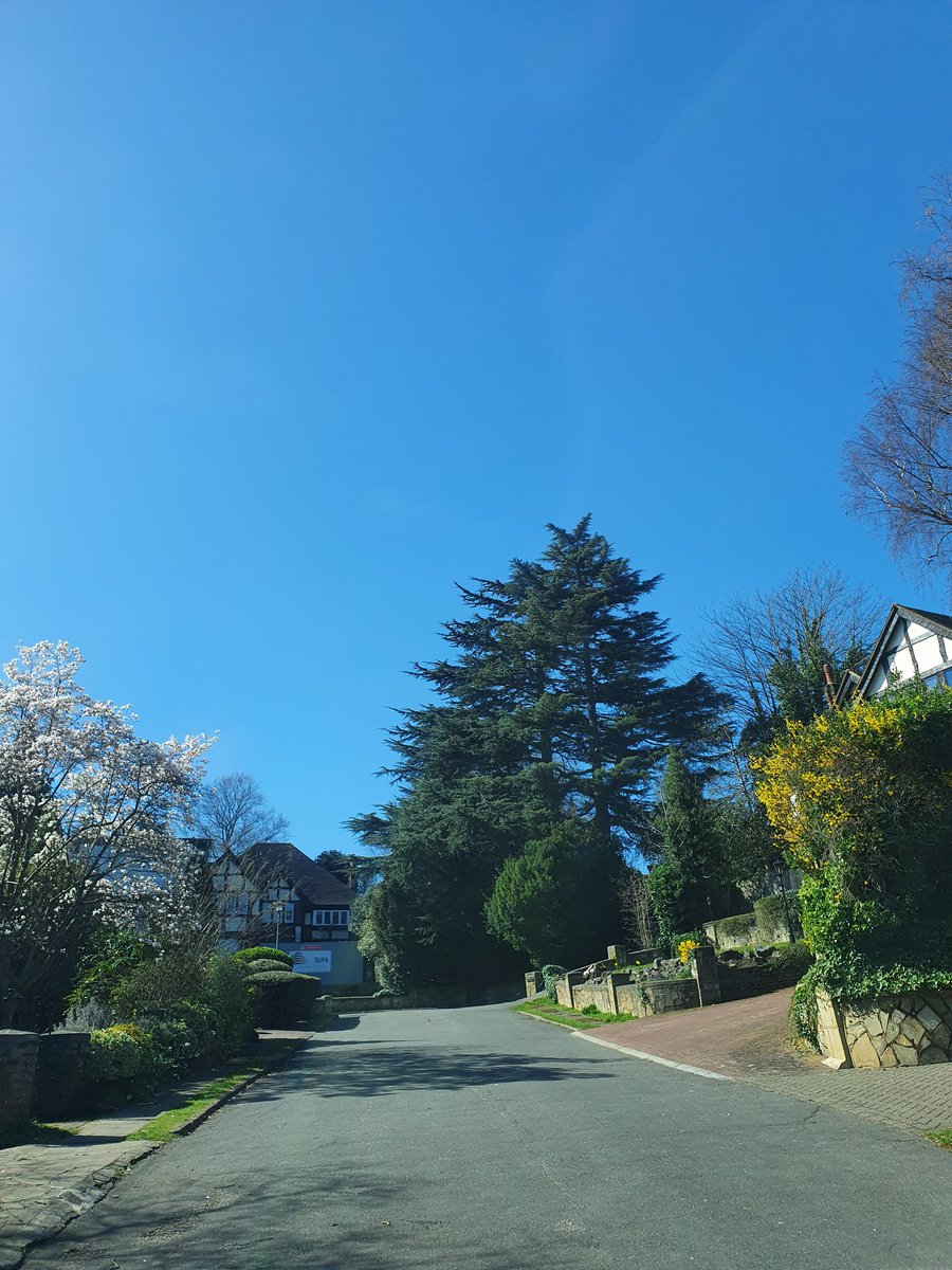 Ritchhh's tweet photo. #TreeClub #chiselhurst #kent #br7 #bluesky #trees #streetphotography https://t.co/4CZMzu3Shs