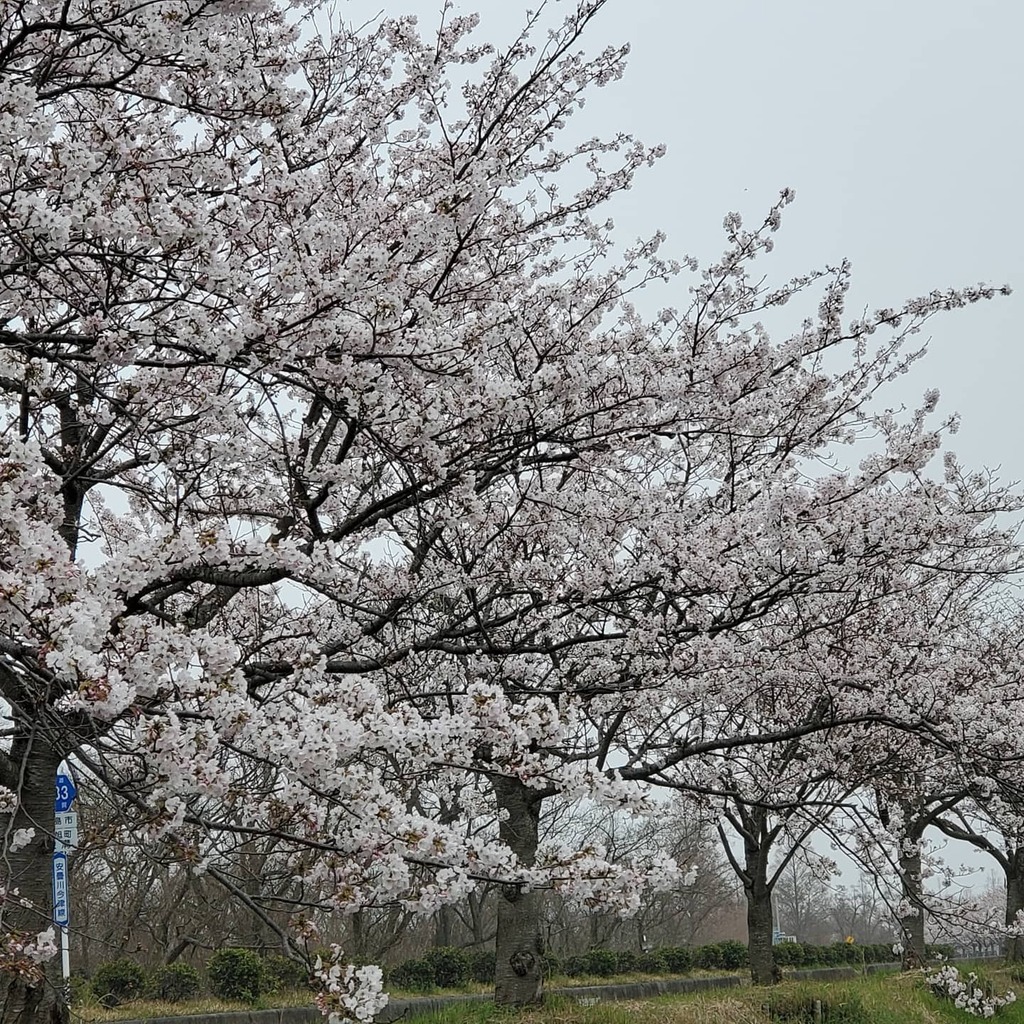 桜街道オートキャンプ場 Twitter Search Twitter 桜街道オートキャンプ場 Twitter Search Twitter