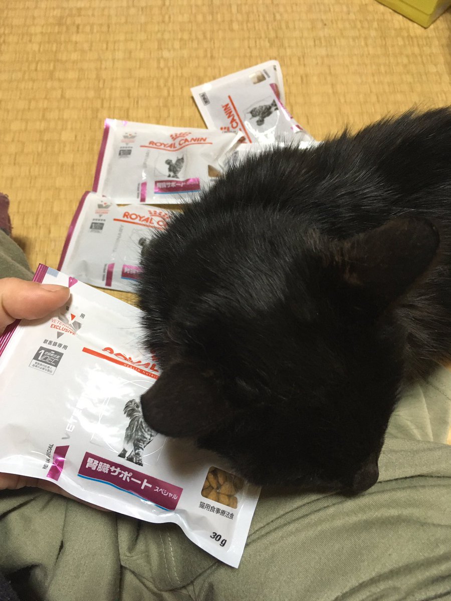 甲状腺機能亢進症猫