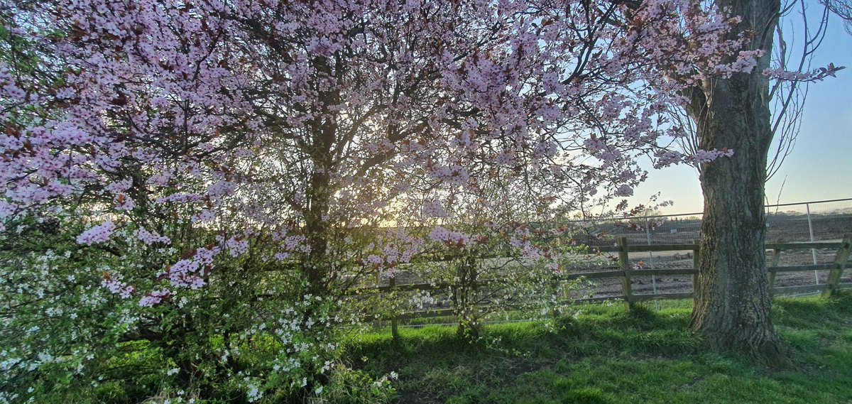 Kattenboo's tweet photo. Riding the #BlossomWatch wave, because why wouldn't you? #itsbeginningtolookalotlikespring https://t.co/x9IHqLs4io