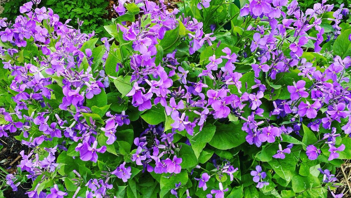 すう V Twitter スナップエンドウの花ってかわいい ムラサキハナナの花束がとっても素敵