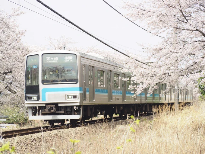 桜満開なので相模線を撮りに行きました。 