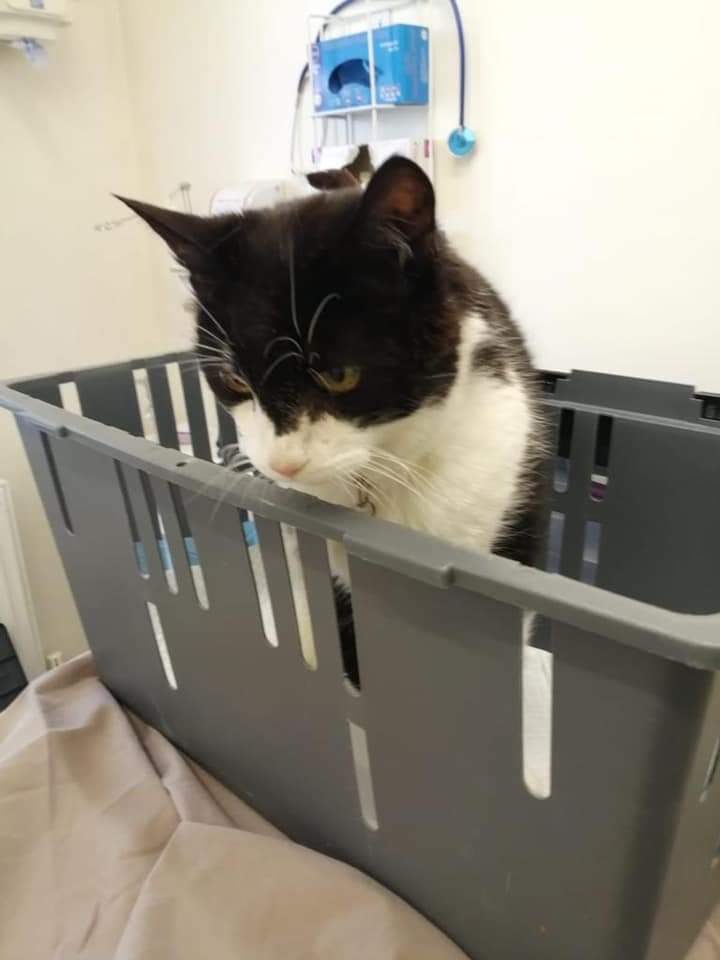 ShropsCatRescue's tweet photo. #TuesdayCatchup ~ Visit to #QuarryVets last week ~ Xbie & Rob were given the all clear following their dentals. Dilly for her normal injection & Rubin who has lost some weight. Other vet visitors were cats who had come into the Shelter ~ see link ππ
https://t.co/D3BBKHdBCY https://t.co/eGoNLgLWhV